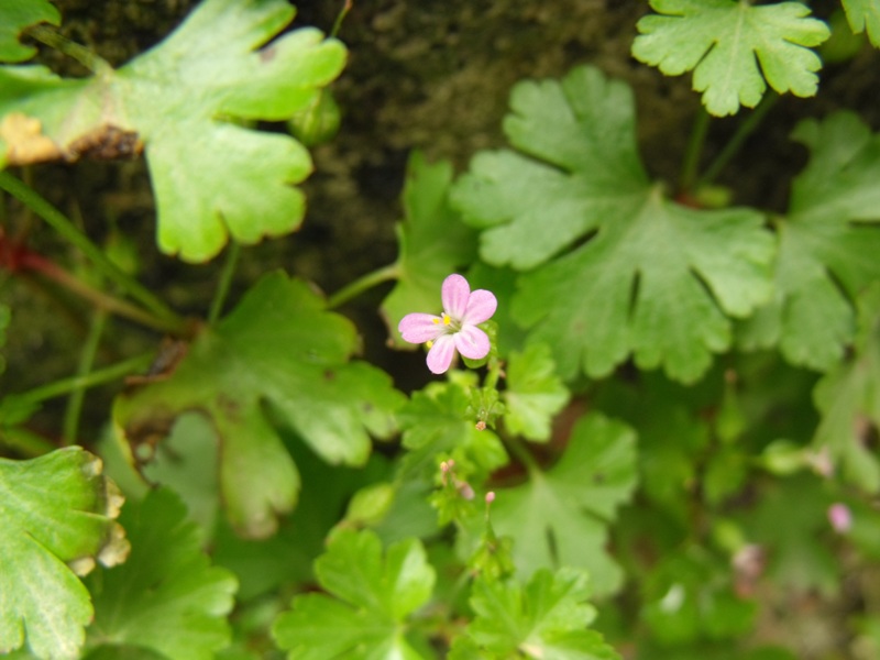 Geranium lucidum / Geranio lucido